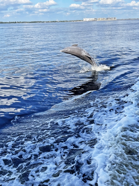 Dolphin Jump Print