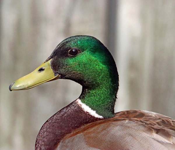 Drake Mallard Portrait II Print