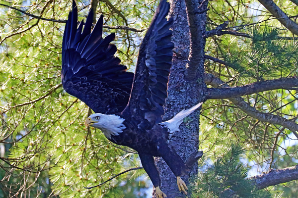 Eagle Take Off Print