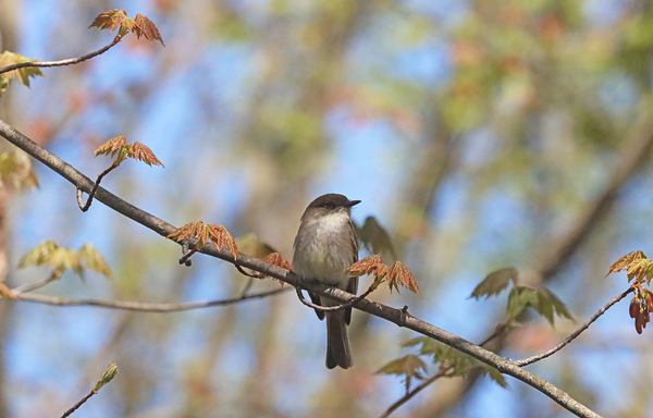 Eastern Phoebe In Spring by Deb Oppermann
