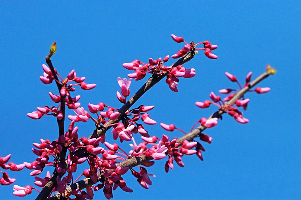 Eastern Redbud Blue Sky Print