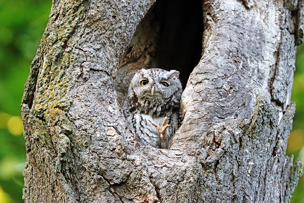 Eastern Screech Owl Caught Mid Scratch by Deb Oppermann