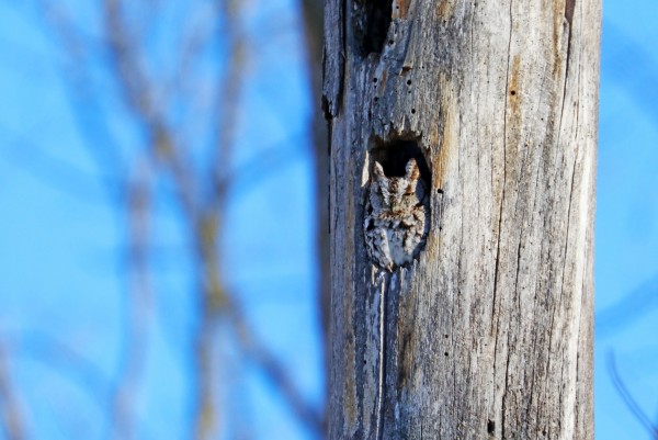 Eastern Screech Owl In Tree Cavity by Deb Oppermann