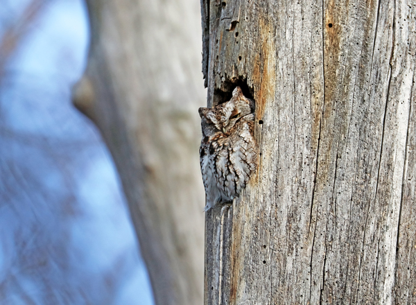 Eastern Screech Owl One Eye Open by Deb Oppermann