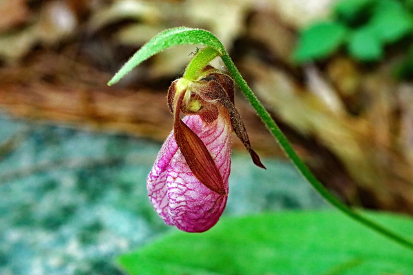Fading Lady Slipper Print