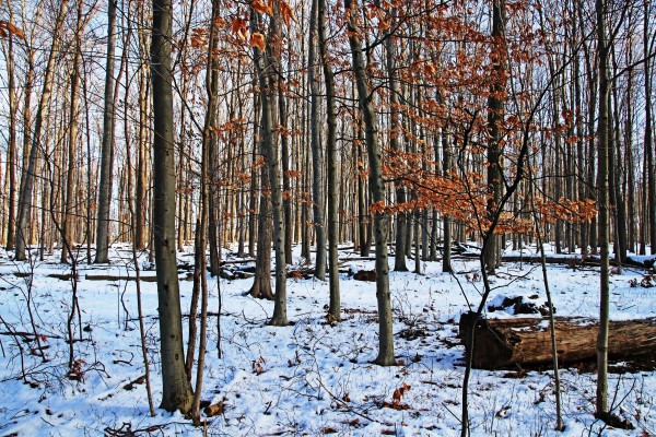 Fall And Winter Forest Print