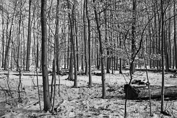 Fall And Winter Forest Black And White by Deb Oppermann