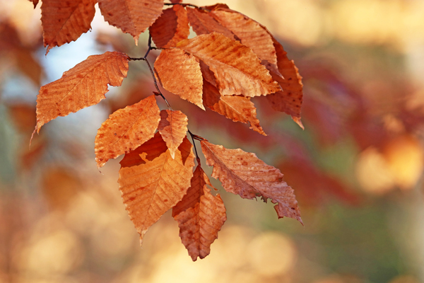Fall Beech Leaves Print