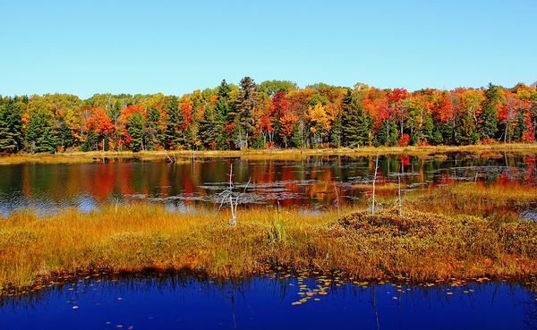 Fall Marsh Print