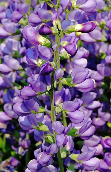 False Indigo Spires Print
