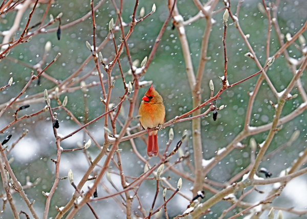 Female Northern Red Cardinal In Magnolia I by Deb Oppermann