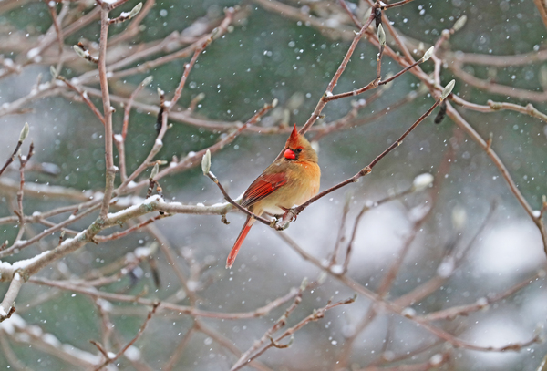 Female Red Cardinal In Magnolia by Deb Oppermann