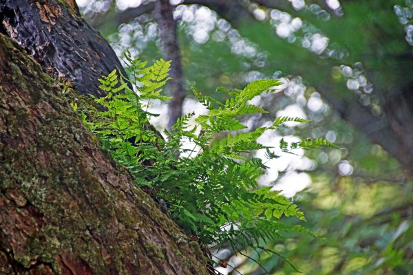Fern Growing Up High by Deb Oppermann