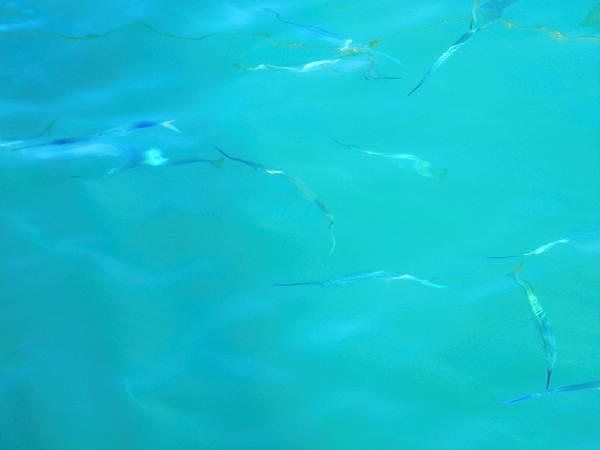 Fishy Sea by Deb Oppermann