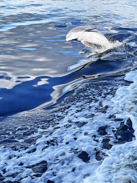 Flipper by Deb Oppermann
