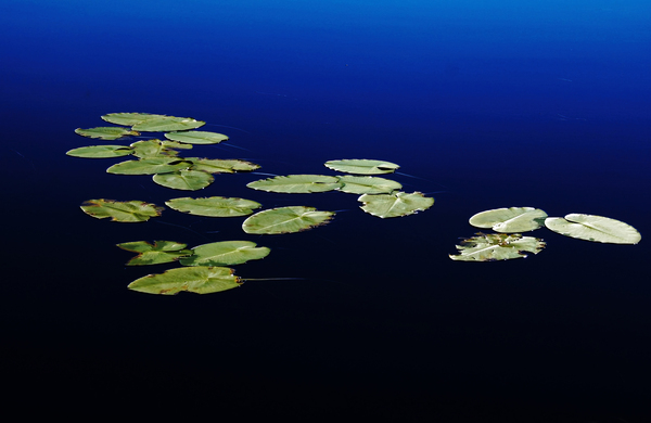 Lily Pads Floating On River by Deb Oppermann