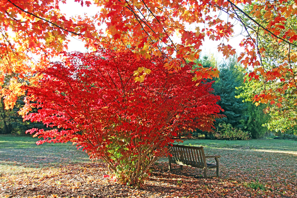 Fluorescent Red In Autumn by Deb Oppermann