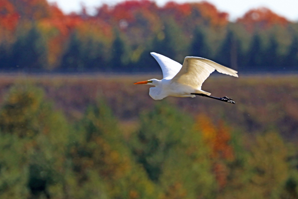 Flying Past Autumn by Deb Oppermann