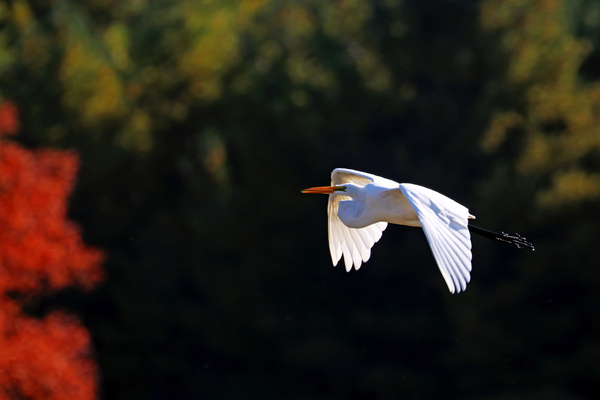 Flying To Colourful Fall Foliage by Deb Oppermann