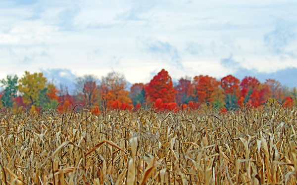 Focus On Corn Print