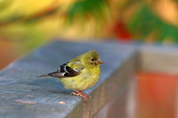 Focus On Goldfinch In Fall by Deb Oppermann