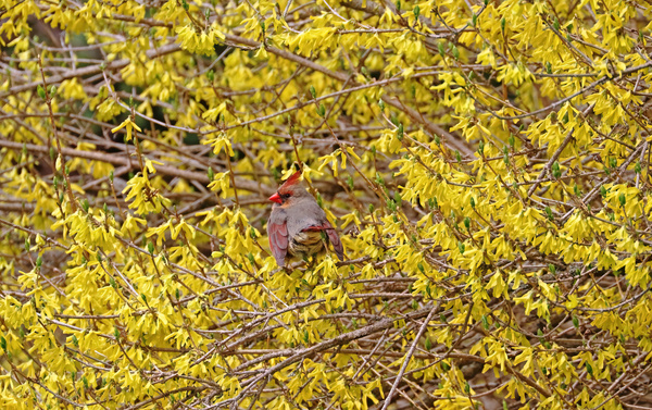 Forsythia Visitor Print