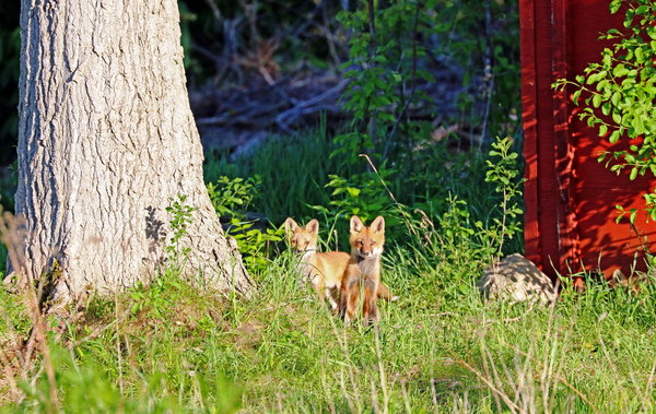 Foxy Faces Print