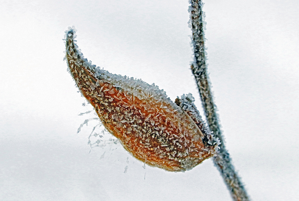 Frosty Pod Print