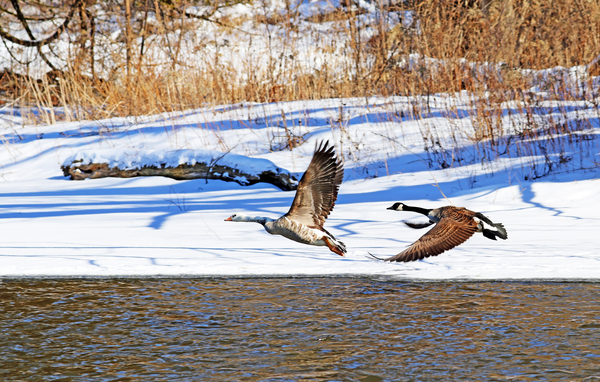 Geese In Winter In Flight by Deb Oppermann