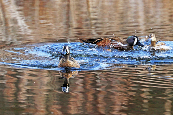 Get A Room Print