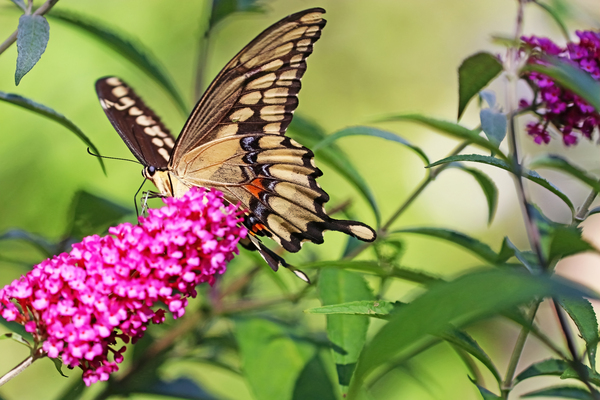 Giant Swallowtail Nectaring by Deb Oppermann