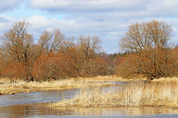 Golden Brown Spring At Wilson s Flats by Deb Oppermann