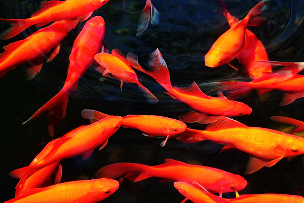 Goldfish Print
