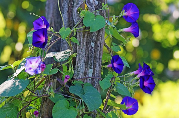 Good Morning by Deb Oppermann