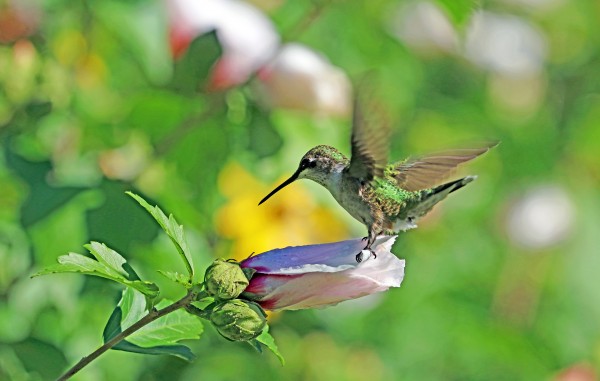 Green Kind Of Day With Hummingbird by Deb Oppermann