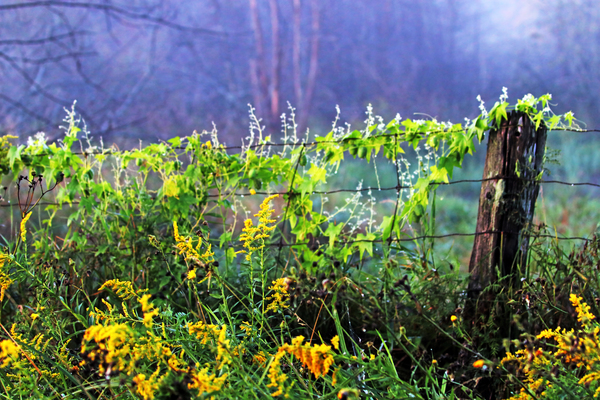 Growing Wild by Deb Oppermann