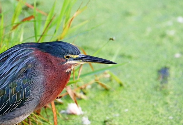 Grumpy Heron Print