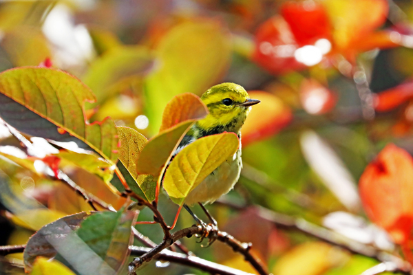 Hiding In The Fall Foliage by Deb Oppermann