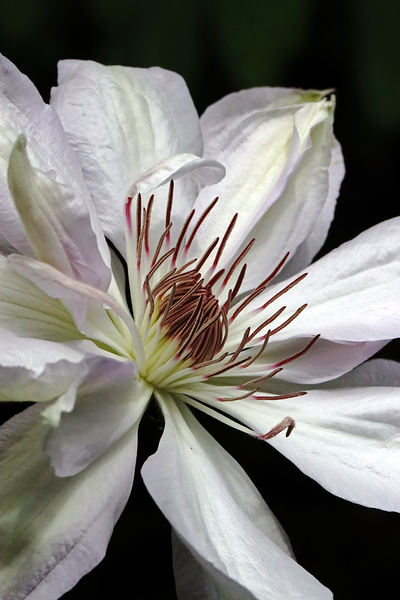 Hints Of Purple And Green Clematis Print