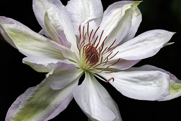 Hints Of Purple Clematis Print