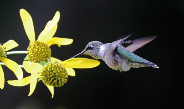 Hummingbird Enjoying Nectar by Deb Oppermann