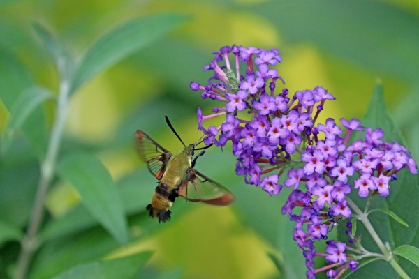 Hummingbird Moth And Buddleia by Deb Oppermann