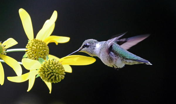 Hummingbird Enjoying Nectar by Deb Oppermann
