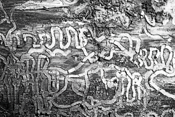 Insect Trails Carved In Tree by Deb Oppermann