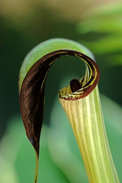 Jack In The Pulpit by Deb Oppermann