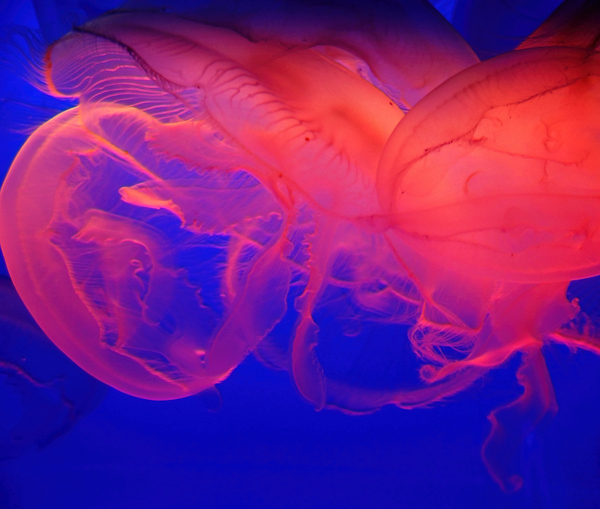 Jellyfish Abstract Print
