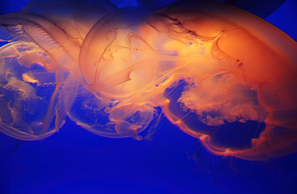 Jellyfish Abstract I Print