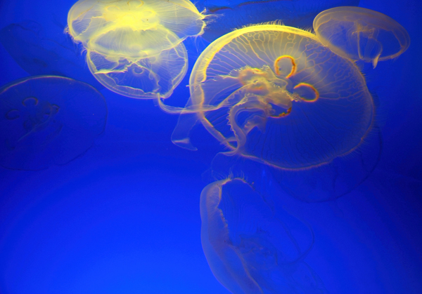 Jellyfish Abstract II Print