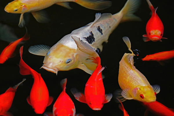 Koi And Goldfish by Deb Oppermann