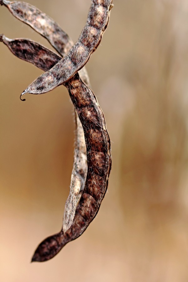 Legume Print